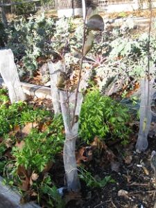 Preparing Our Homestead and Ourselves for Winter Image